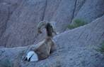 Cabra montanhesa descansa em platô no Badlands National Park, em South Dakota, nos Estados Unidos